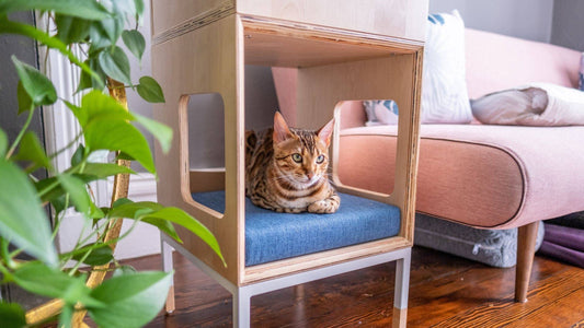 Encouraging your cat to use their new furniture